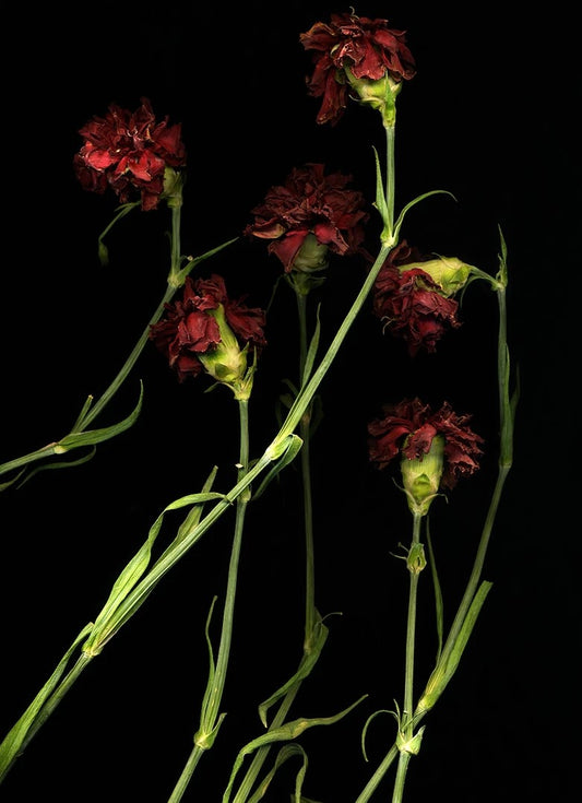 Dianthus caryophyllus / Danse macabre
