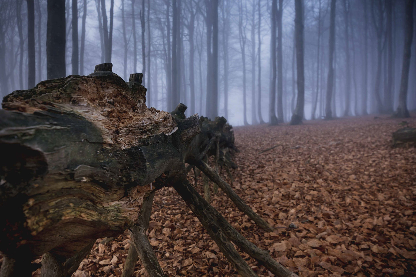 Nebel im Kandelwald